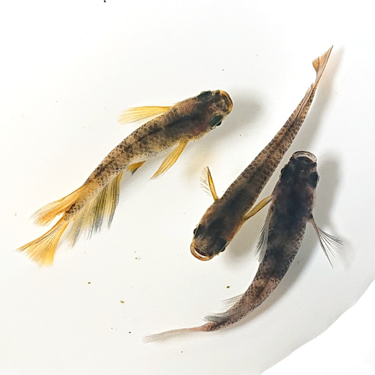 【現物】【NEW】和墨リアルロングフィン赤虎系 (オス:ホモ体色、メス:ヘテロ体色) 3匹 オス2メス1 2156