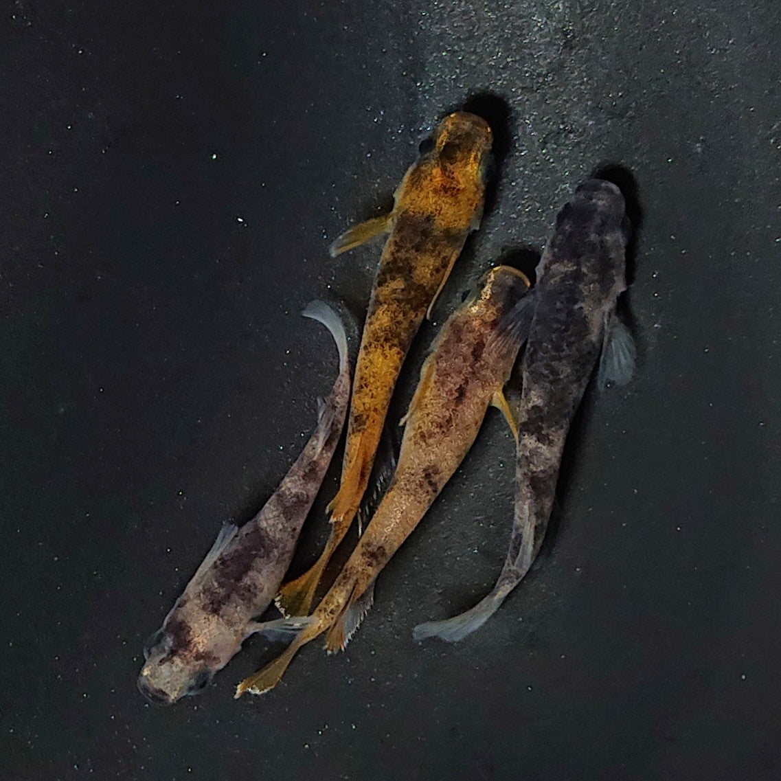 【現物】和墨 赤虎系 2ペア オス:ホモ体色・メス:ヘテロ体色 2162