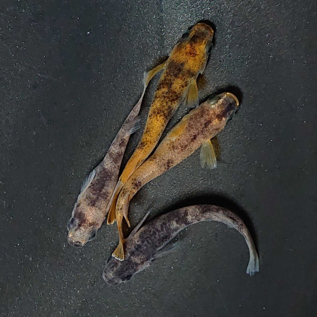 【現物】和墨 赤虎系 2ペア オス:ホモ体色・メス:ヘテロ体色 2162