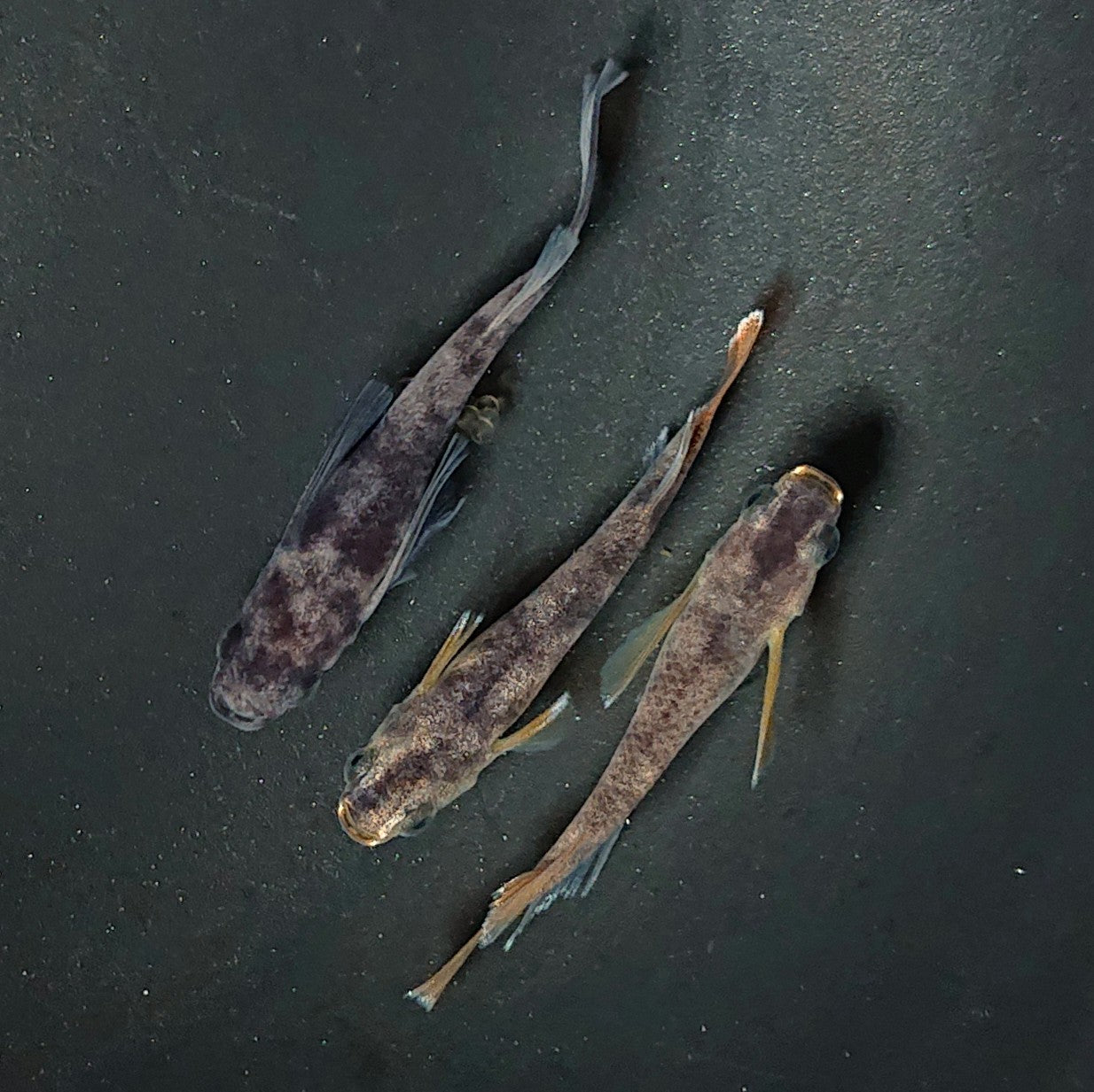 【現物】和墨リアルロングフィン赤虎系 (オス:ホモ体色、メス:ヘテロ体色) 3匹 オス2メス1 2160