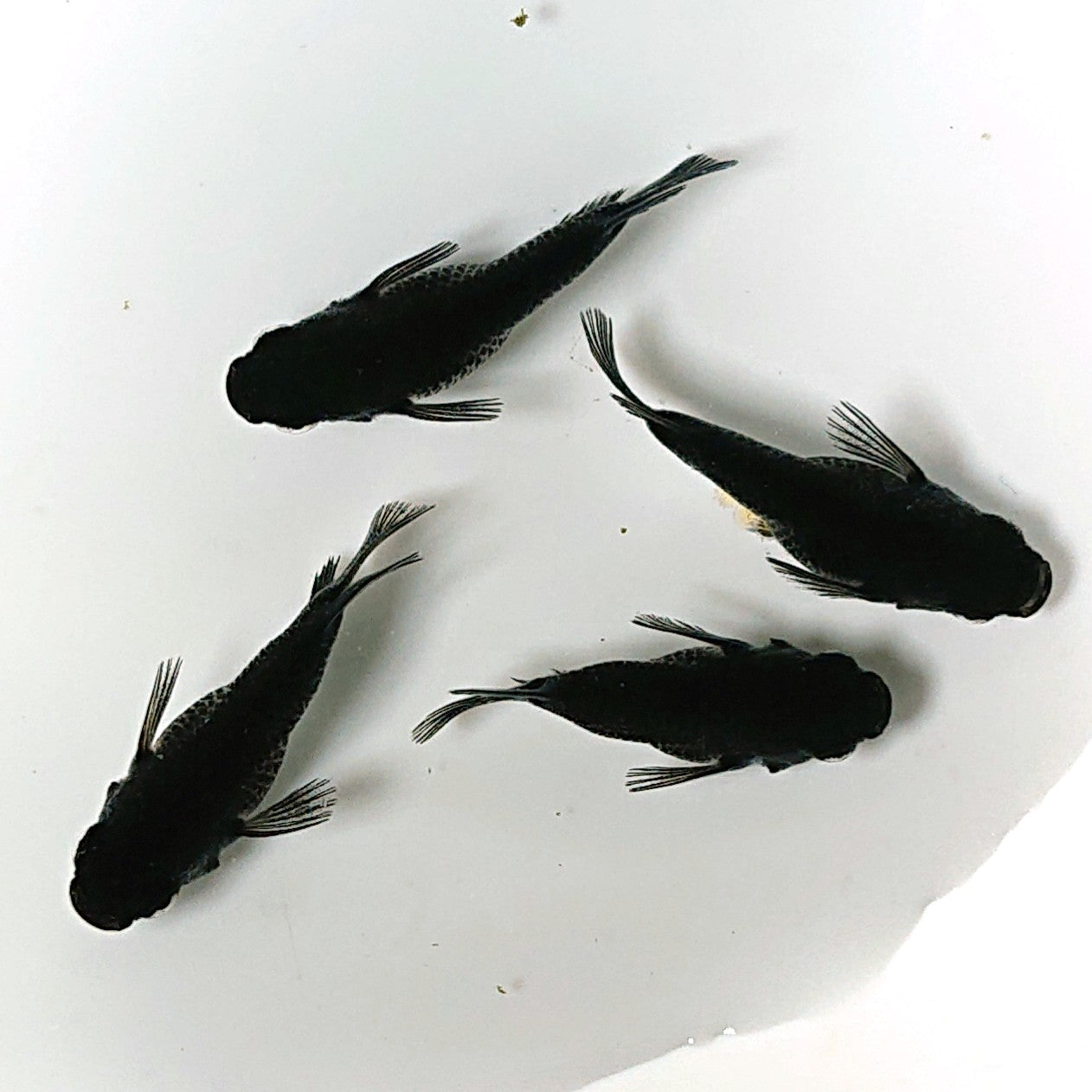 【現物】オロチだるま 4匹 オス3メス1 2164
