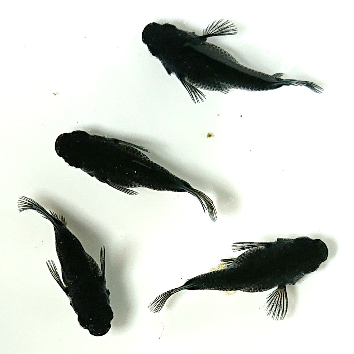 【現物】オロチだるま 4匹 オス3メス1 2164