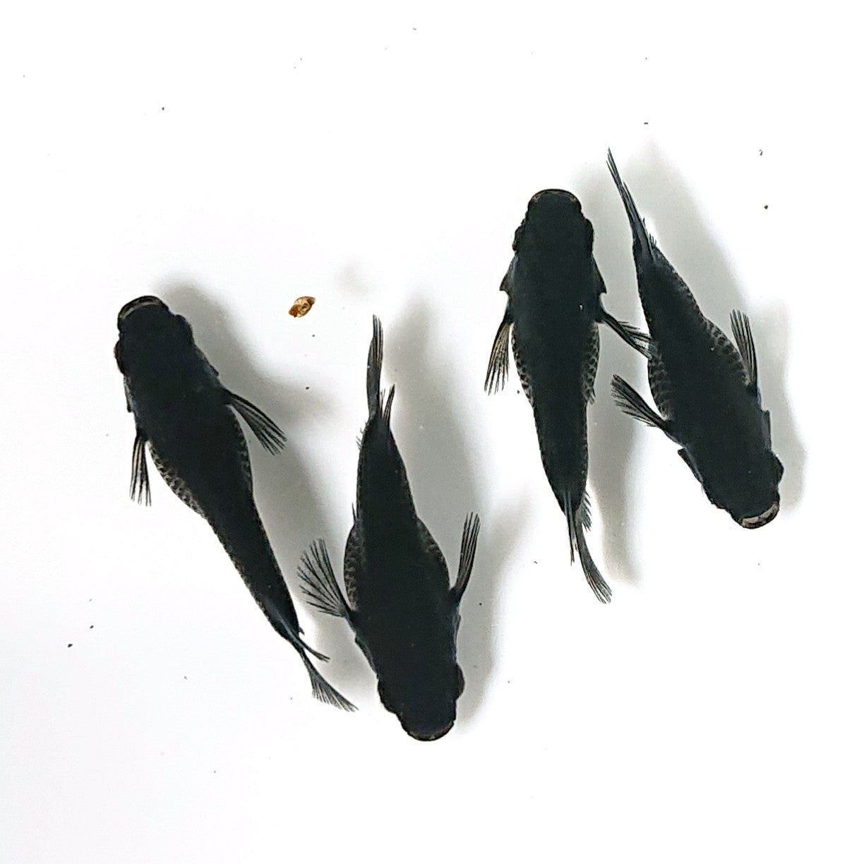 【現物】オロチだるま 4匹 オス3メス1 2178
