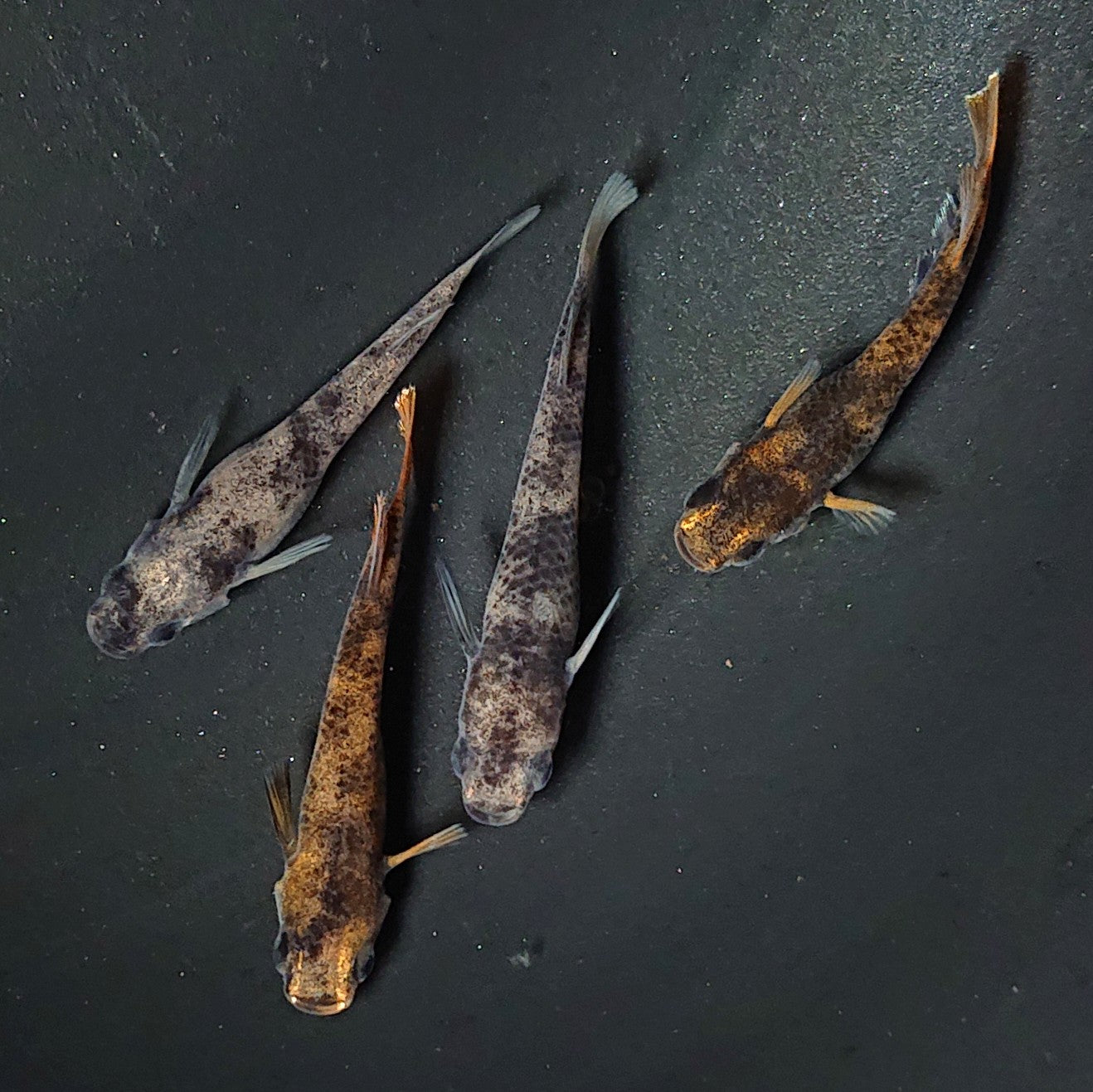 【現物】【上物】和墨 赤虎系 2ペア オス:ホモ個体・メス:ヘテロ個体 2189
