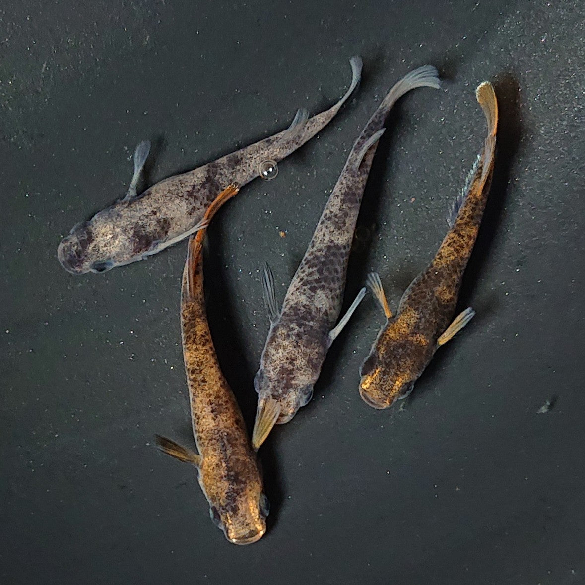 【現物】【上物】和墨 赤虎系 2ペア オス:ホモ個体・メス:ヘテロ個体 2189
