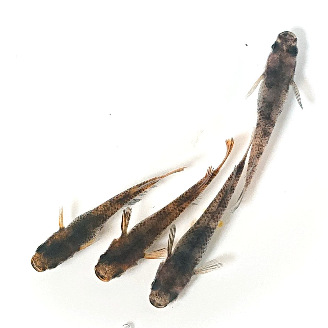 【現物】【上物】和墨 赤虎系 2ペア オス:ホモ個体・メス:ヘテロ個体 2189