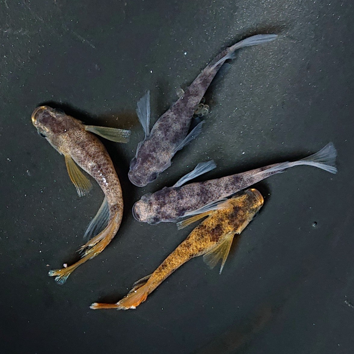 【現物】【上物】和墨リアルロングフィン赤虎系 (オス:ホモ体色、メス:ヘテロ体色) 2ペア 2194