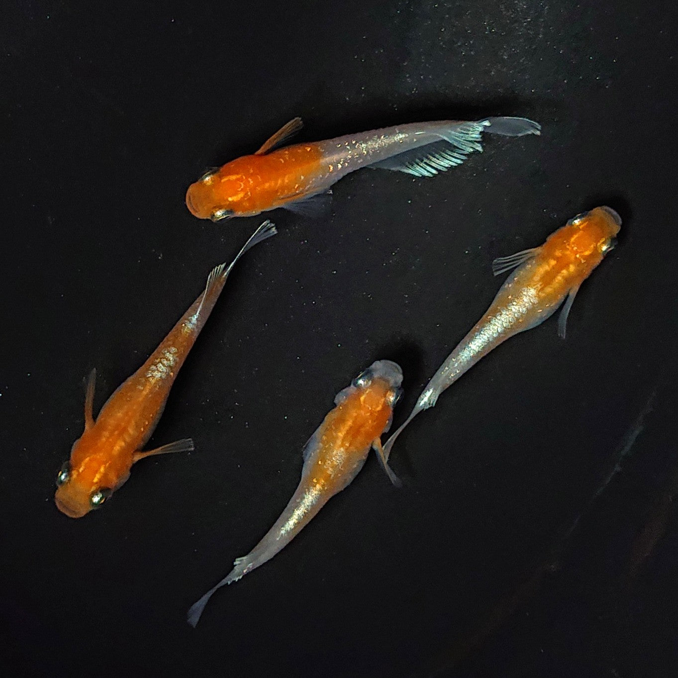 【現物イベント限定】レッドクリフ紅白稚魚 おまかせ10匹セット 2241