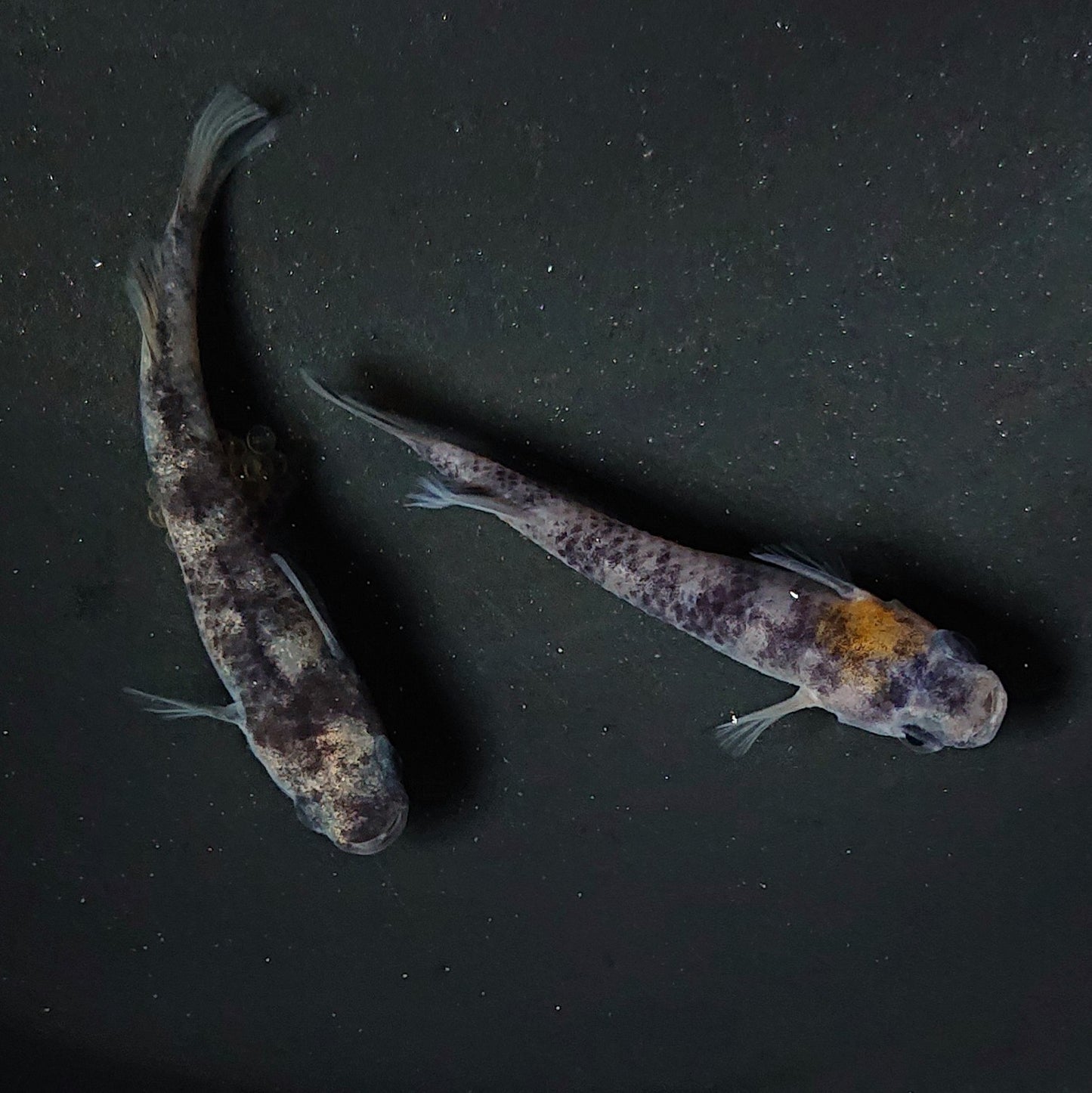 【現物】【NEW】和墨赤虎系×和墨赤虎系 F1 三色形質持ち ペア 2203
