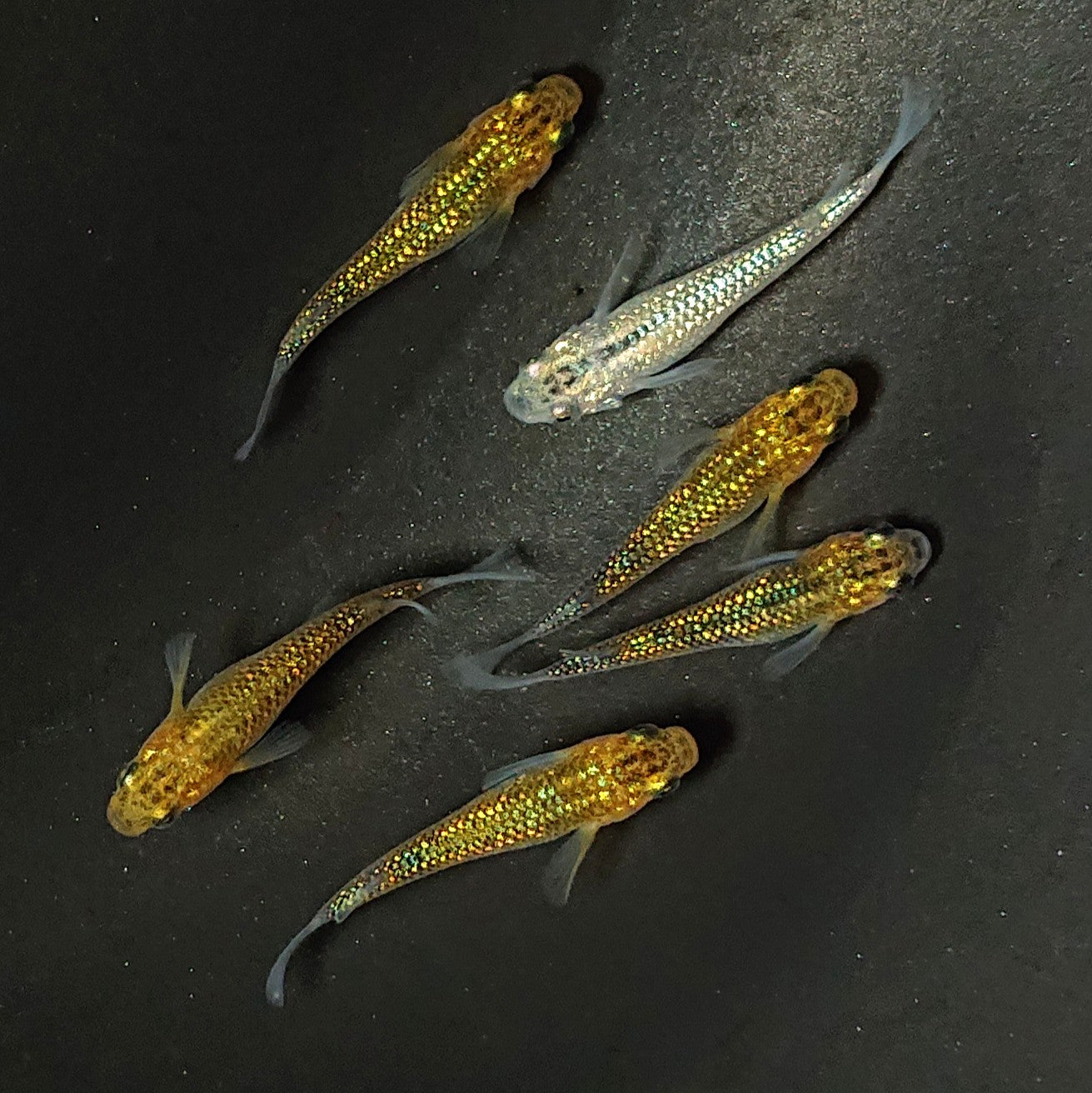 【現物】【上物】鬼ラメ×夜桜ゴールド F11 6匹 オス2メス4 2230