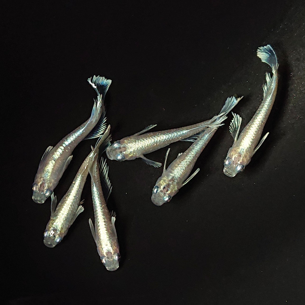 【現物】白レーヴ 6匹 オス4メス2 2262