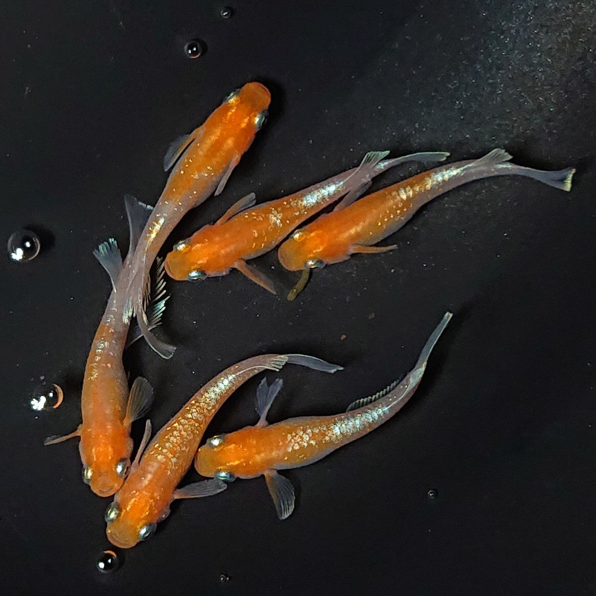 【現物】レッドクリフ紅白 6匹 オス2メス4 2276