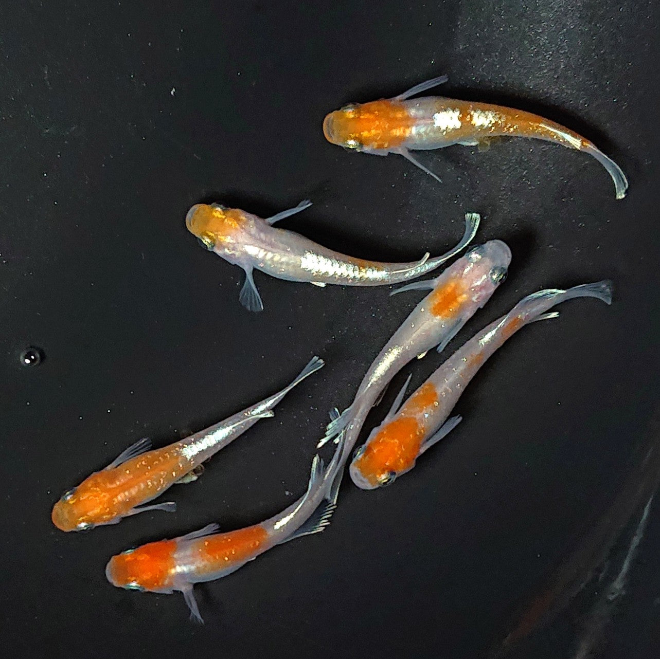 【現物】アマテラスエボリューション 3ペア 2279
