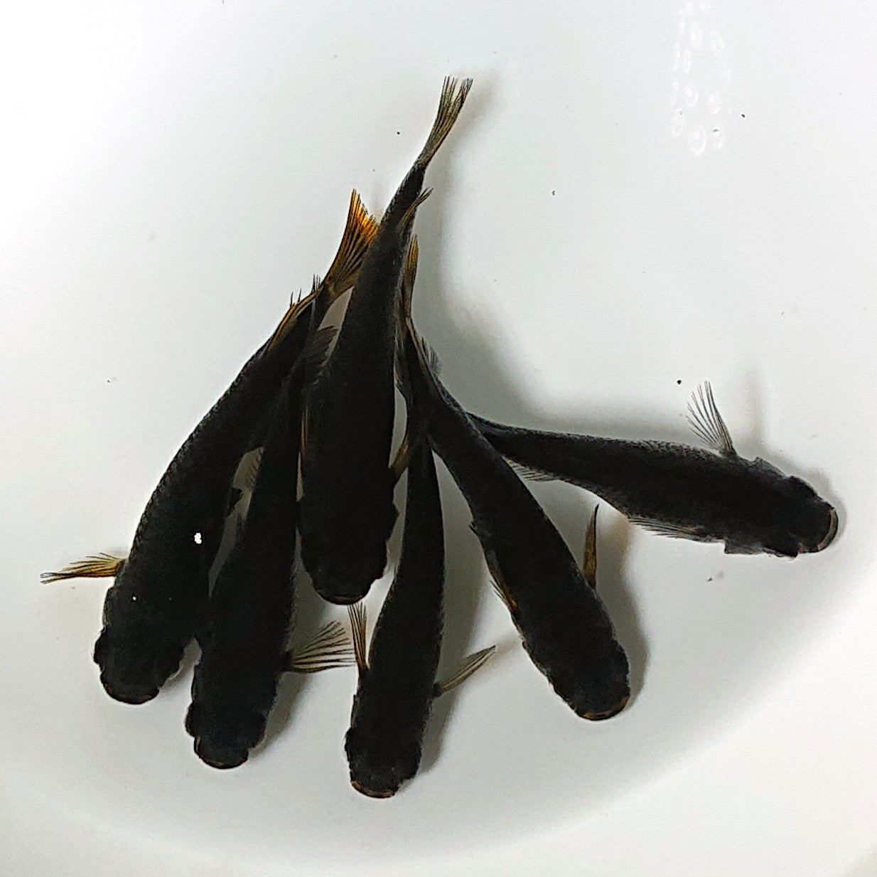 【現物】黒天幻龍 両眼アースアイ 6匹 オス2メス4 2278