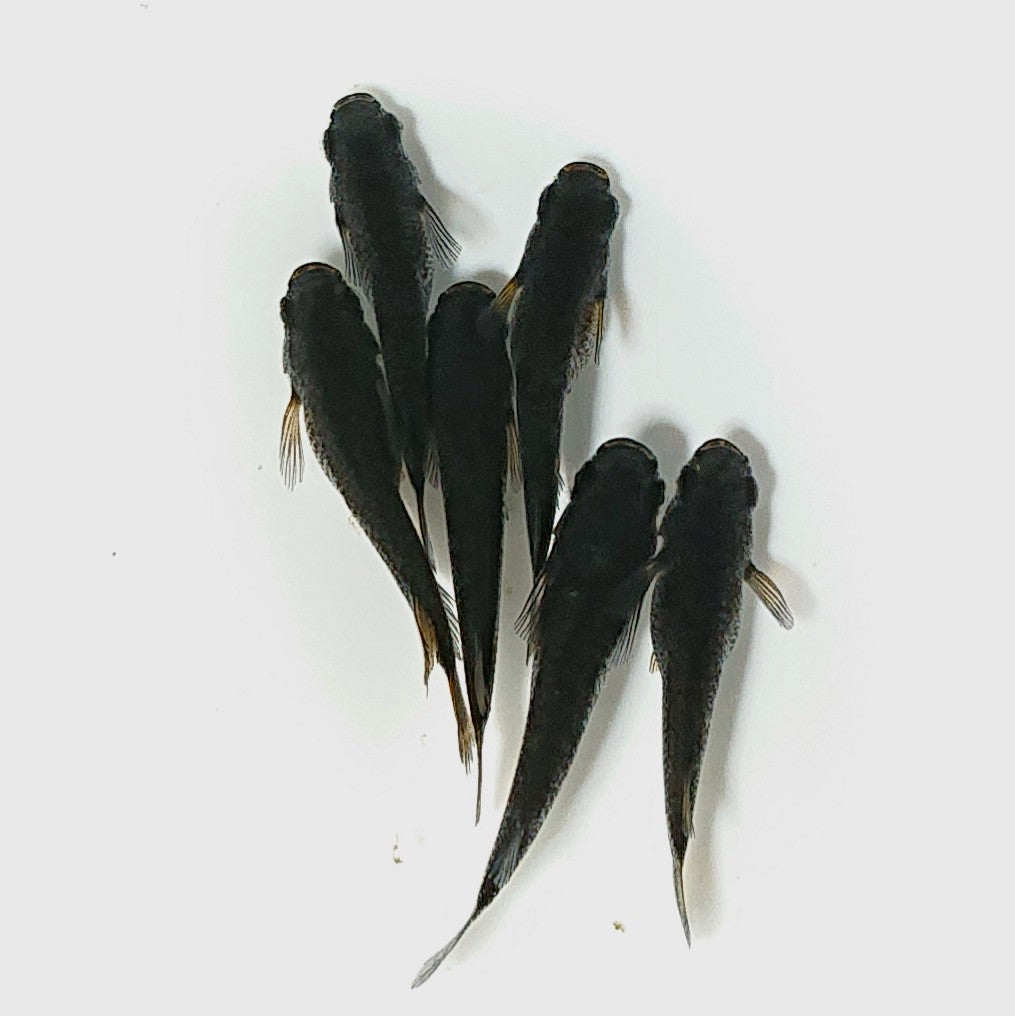【現物】【上物】黒天幻龍 両眼ブルーアースアイ オス1匹松井ヒレ長体型 6匹 オス4メス2 2282