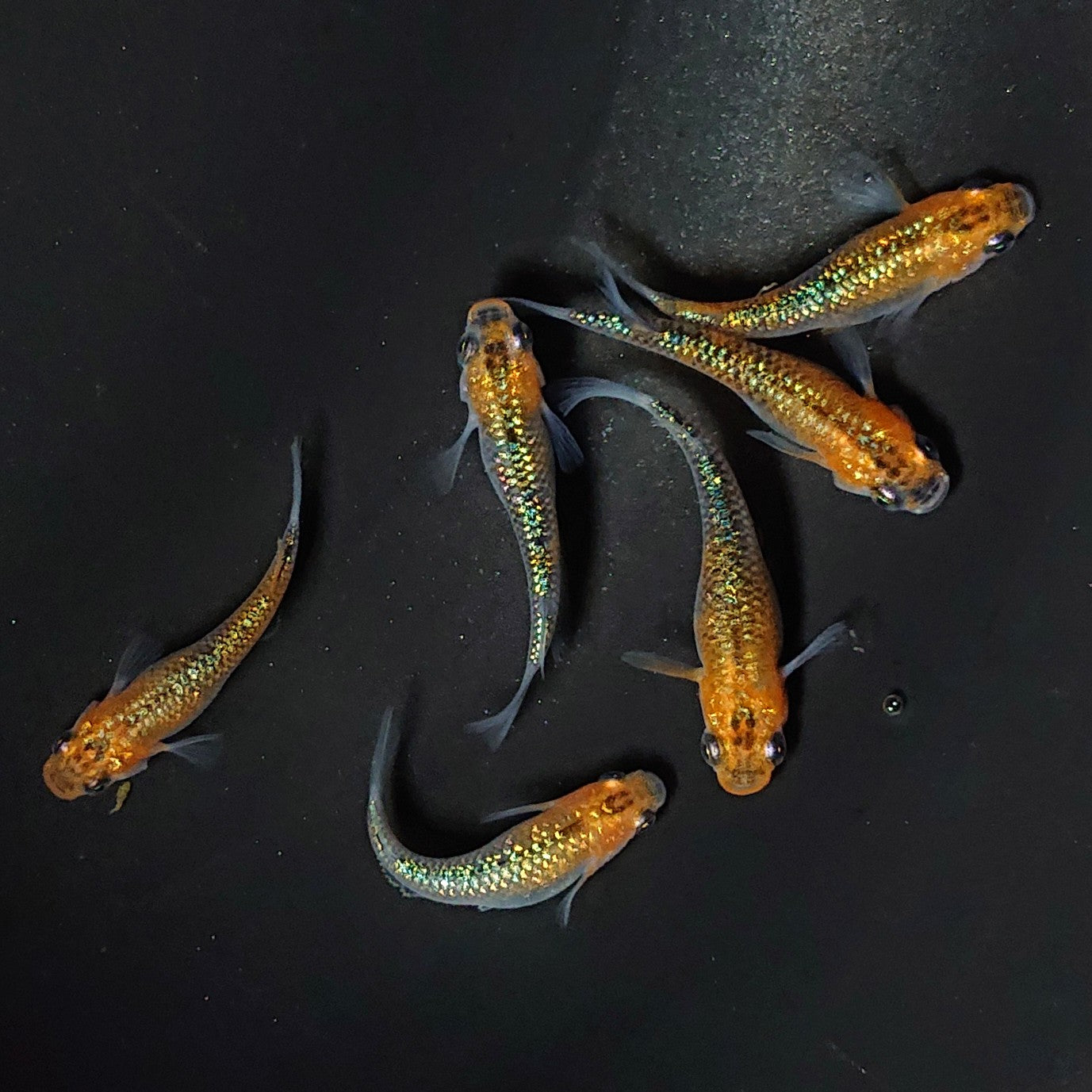 【現物】【歳末特価】【上物】天界 6匹 オス2メス4 2325