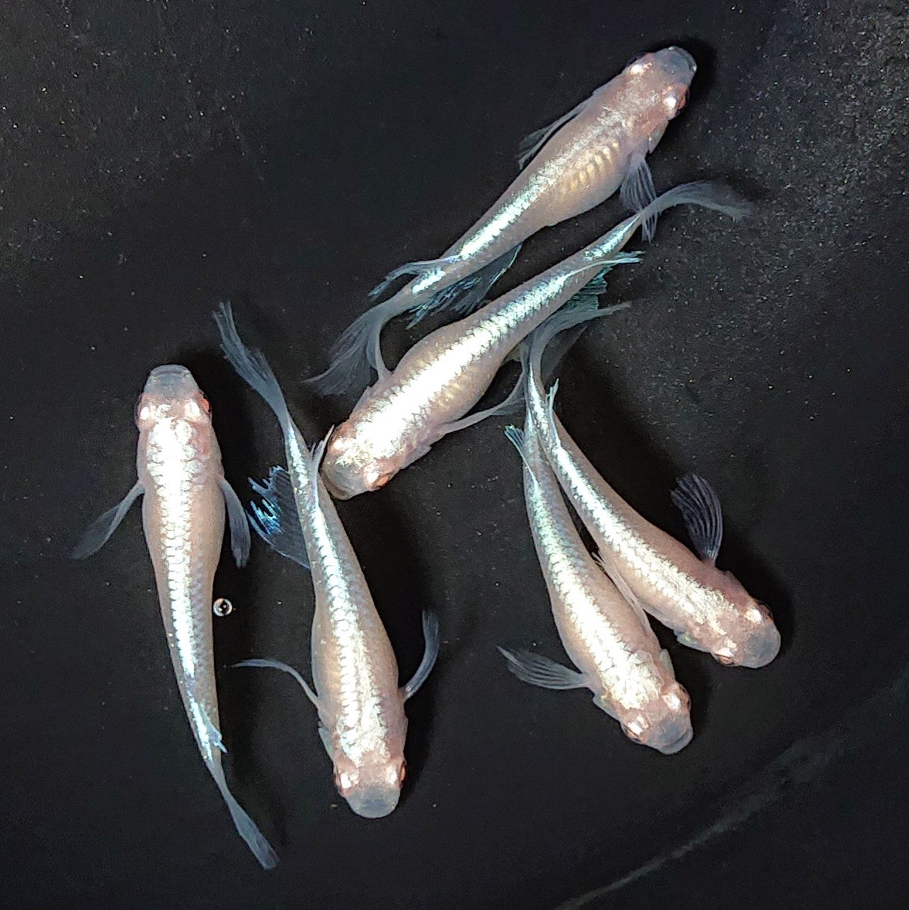 【現物】【歳末特価】【上物】龍の瞳 3ペア 2326