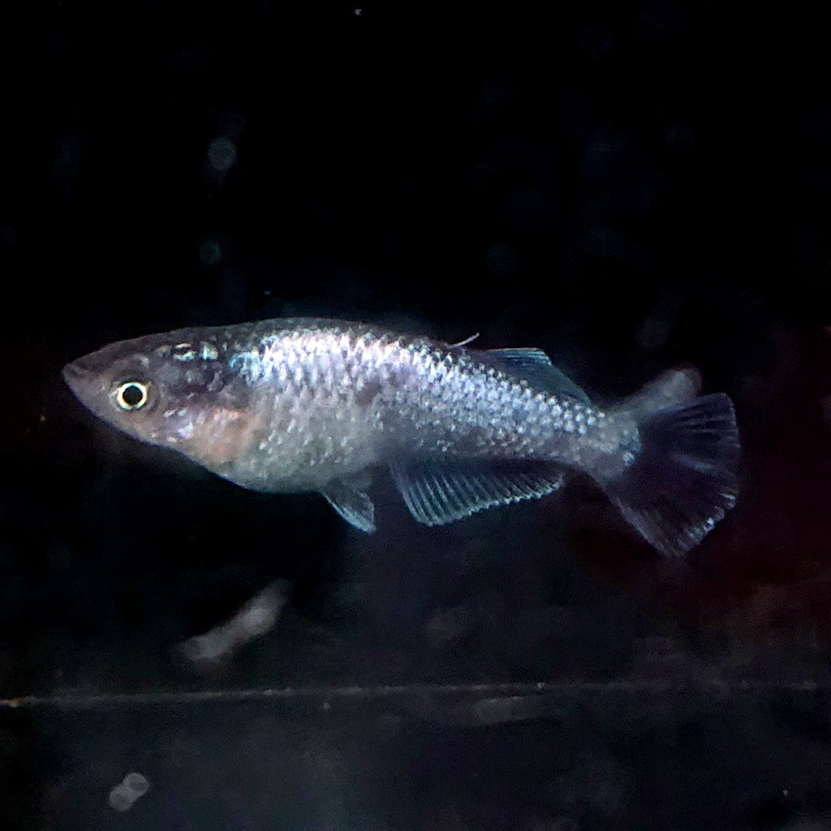 【現物】【NEW】ミッドナイトフリル若魚 F5 ヒカリ体型フレーミングラメ血統 2ペア 普通体型メス1匹 2338