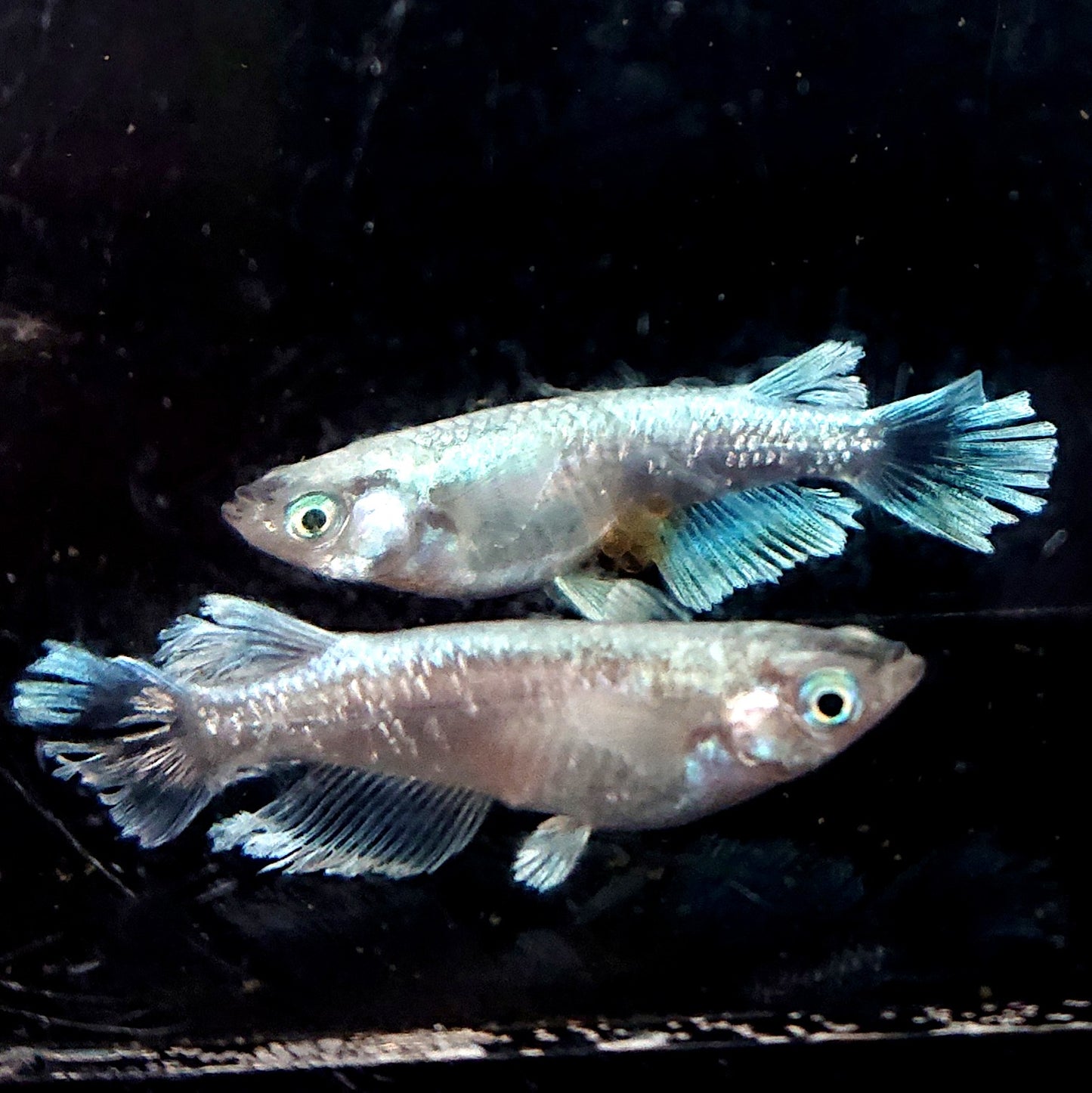 【現物】【NEW】【上物】グラディオ 3匹 オス2メス1 2337