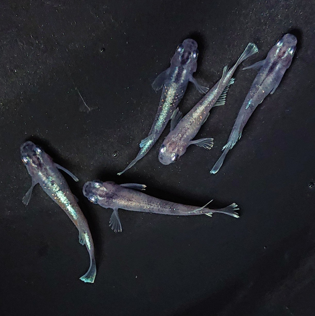 【現物】【NEW】三色亜種×レーヴ F3 5匹 オス2メス3 2358