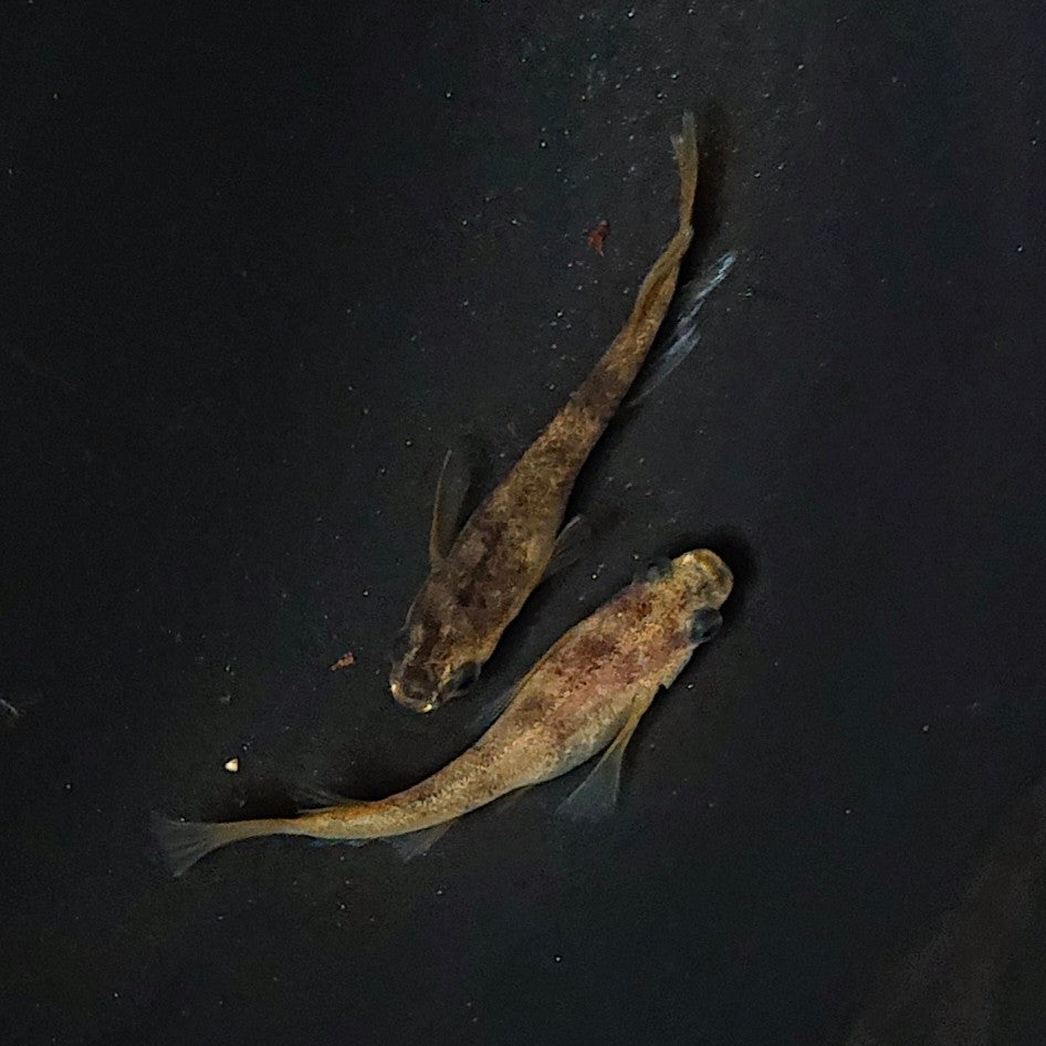 【現物】【NEW】和墨リアルロングフィン赤虎系 体型・体色ホモ個体 ペア 2365