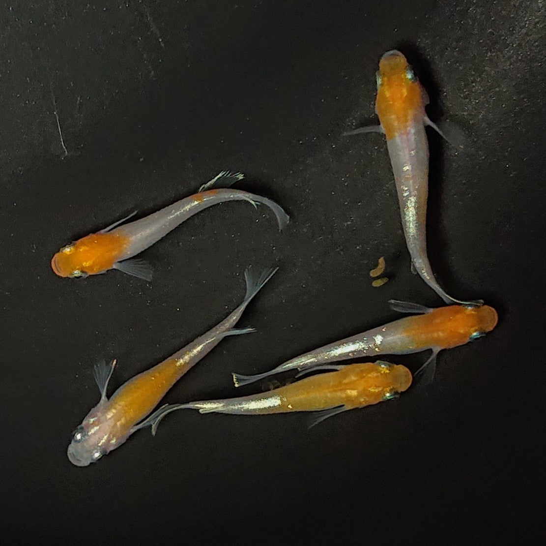 【現物】アマテラスエボリューション 5匹 オス2メス3 2382