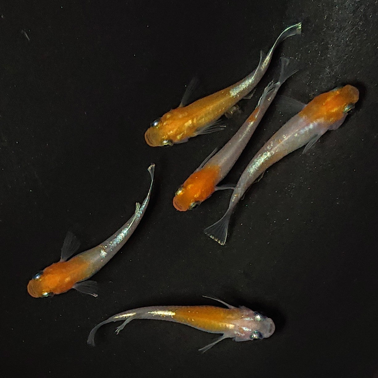 【現物】アマテラスエボリューション 5匹 オス2メス3 2382
