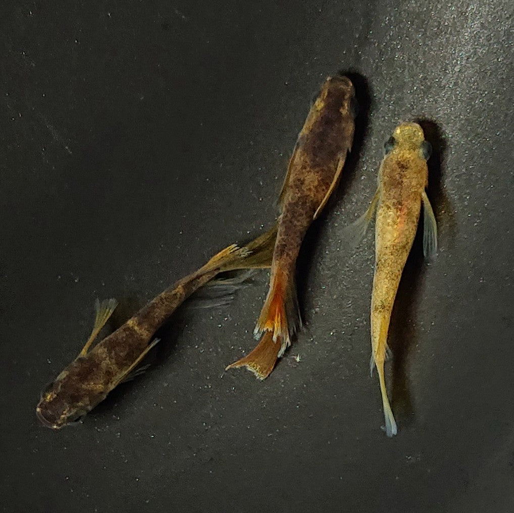 【現物】和墨リアルロングフィン赤虎系 体型・体色ホモ個体 3匹 オス2メス1 2377