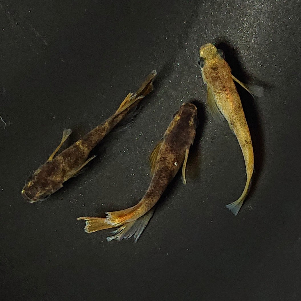 【現物】和墨リアルロングフィン赤虎系 体型・体色ホモ個体 3匹 オス2メス1 2377