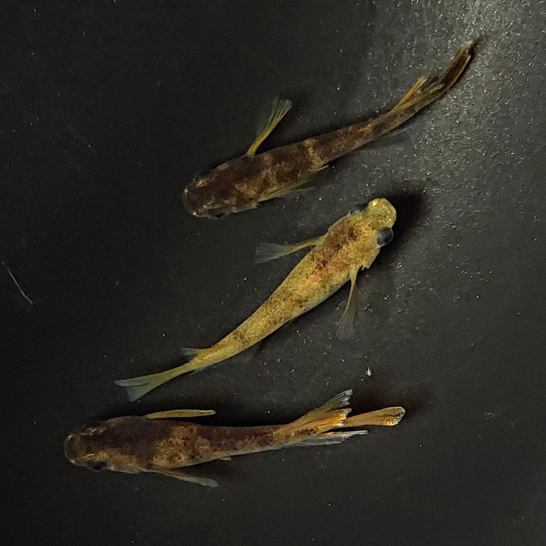 【現物】和墨リアルロングフィン赤虎系 体型・体色ホモ個体 3匹 オス2メス1 2377