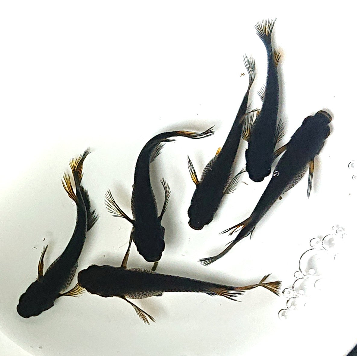 【現物】黒天幻龍松井ヒレ長×鯰武 F2 3ペア アースアイ・北辻遺伝子持ち 2391