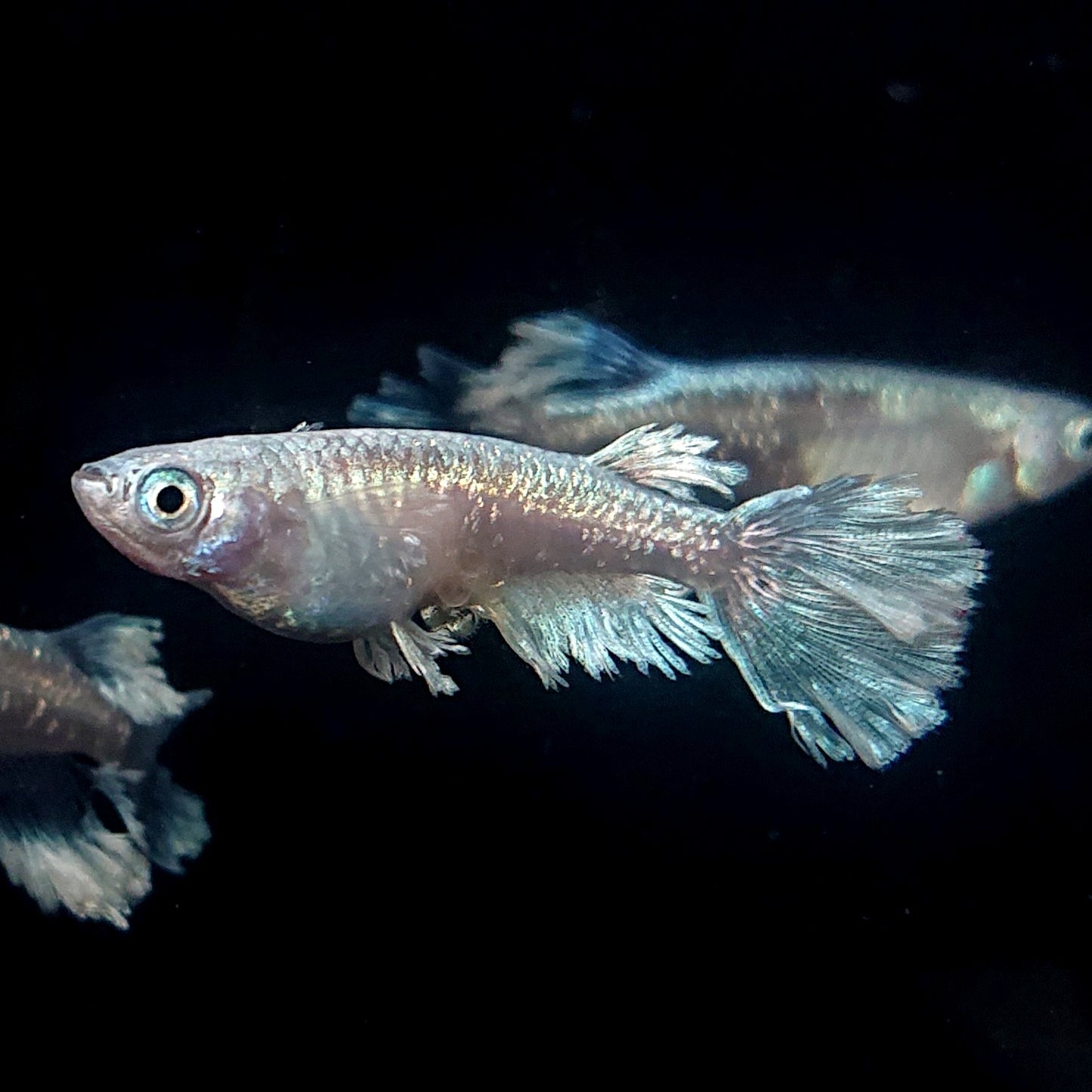 【現物イベント限定】グラディオ 稚魚10匹 3456