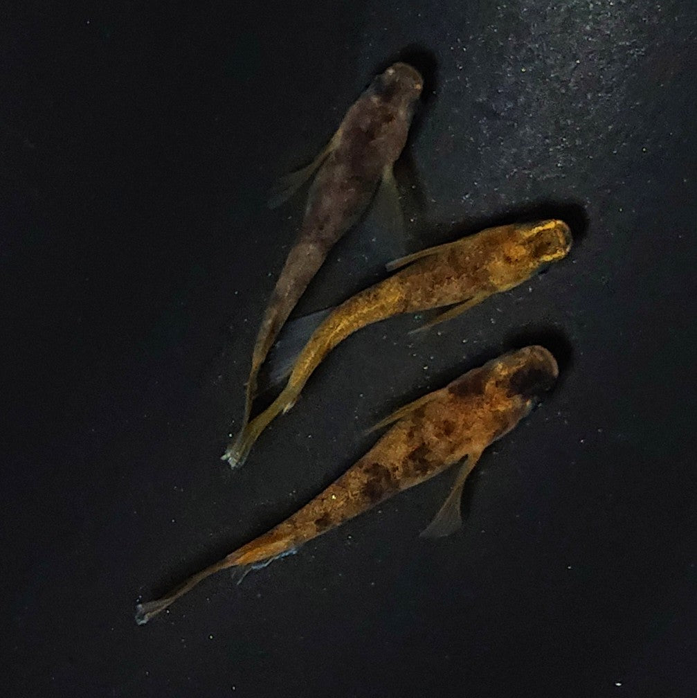 【現物】和墨リアルロングフィン赤虎系 体型・体色ホモ個体 3匹 オス1メス2 2422