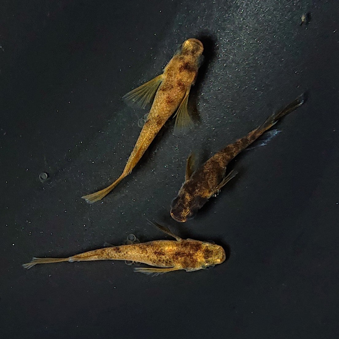 【現物】和墨リアルロングフィン赤虎系 体型・体色ホモ個体 3匹 オス1メス2 2426