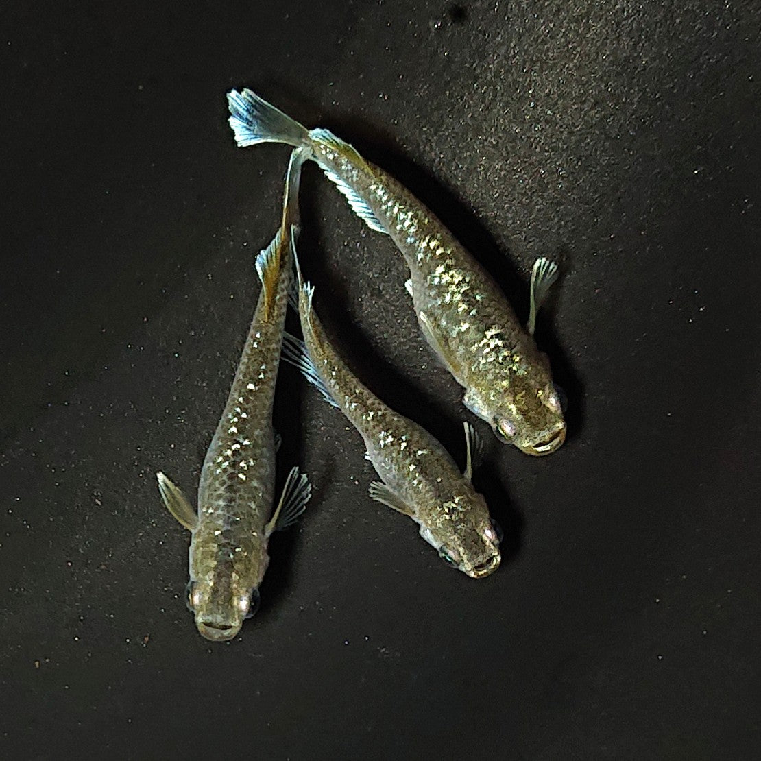 【現物】【NEW】フロマージュキッシングラメtype 3匹 オス1メス2 2425