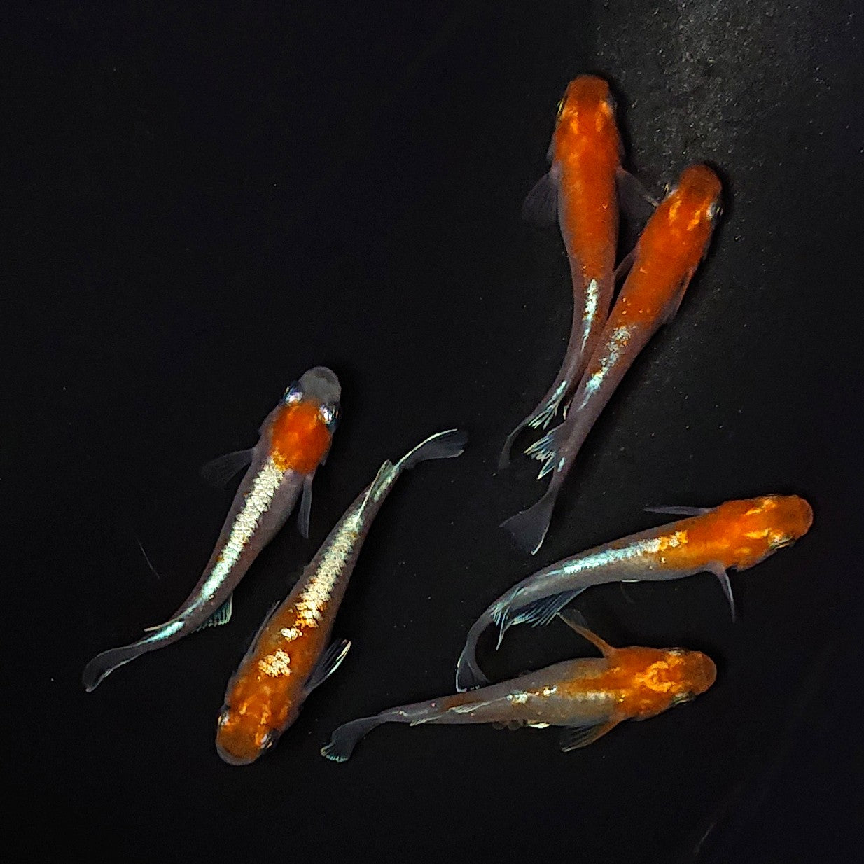 【現物】豆紅エボリューション 3ペア ヒカリ体型メス1匹 2435