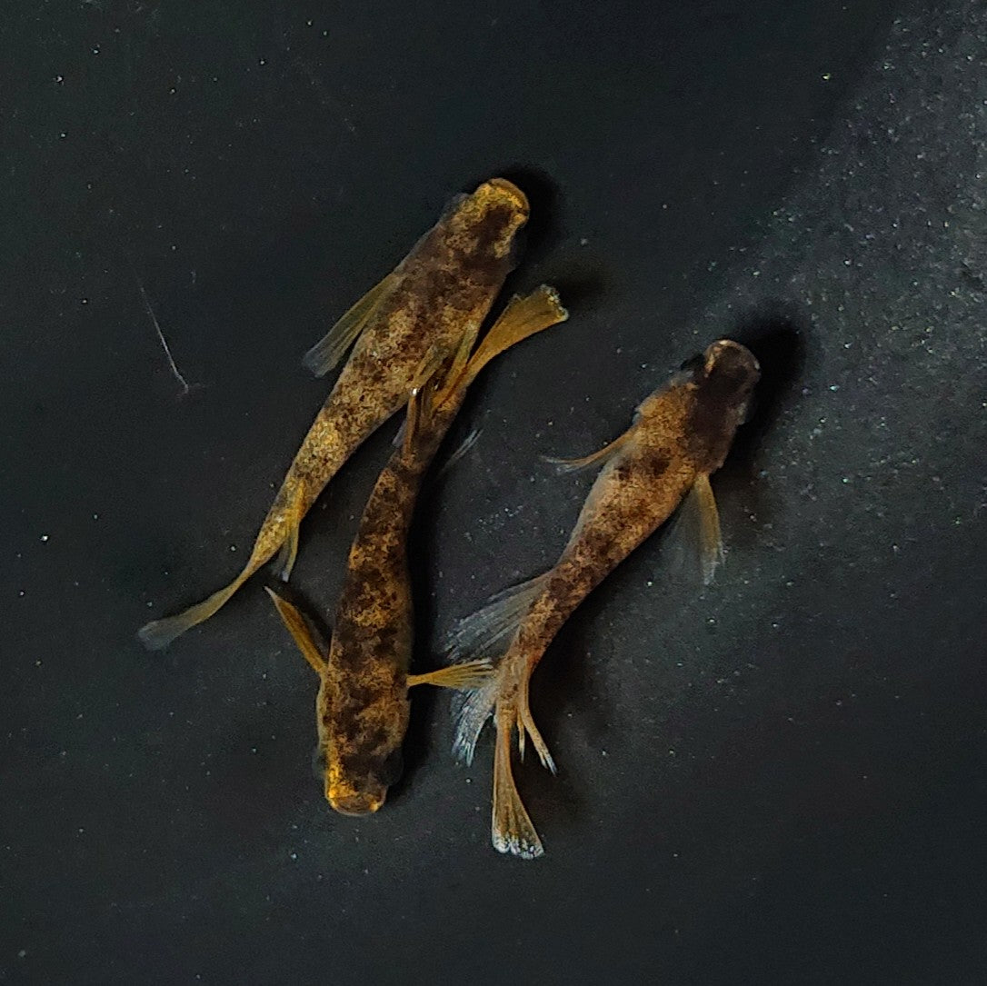 【現物】和墨リアルロングフィン赤虎系 体型・体色ホモ個体 3匹 オス2メス1 2434