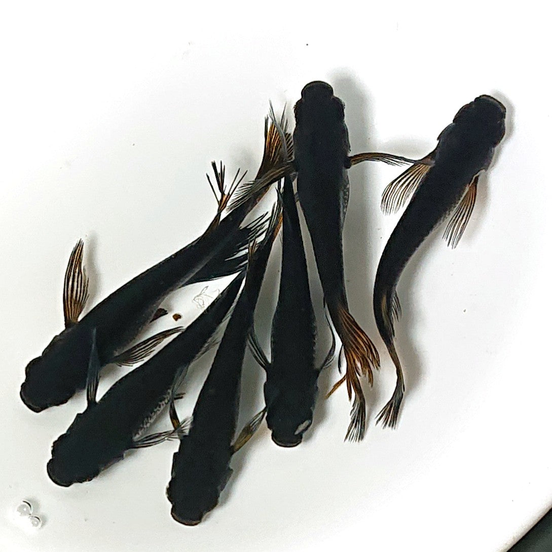 【現物】黒天幻龍松井ヒレ長×鯰武 F2 3ペア アースアイ・北辻遺伝子持ち 2437
