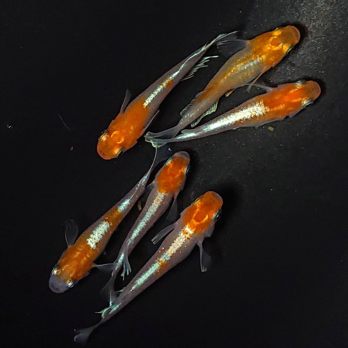 【現物】豆紅エボリューション 3ペア ヒカリ体型メス1匹 2444