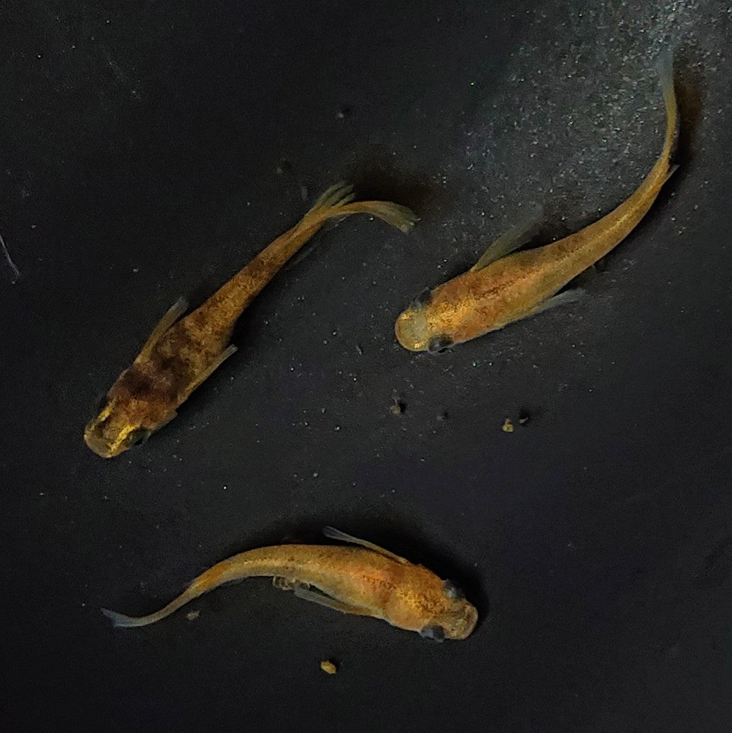【現物】和墨リアルロングフィン赤虎系 体型・体色ホモ個体 3匹 オス1メス2 2440