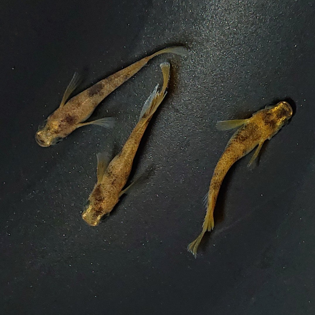 【現物】和墨リアルロングフィン赤虎系 体型・体色ホモ個体 3匹 オス2メス1 2448