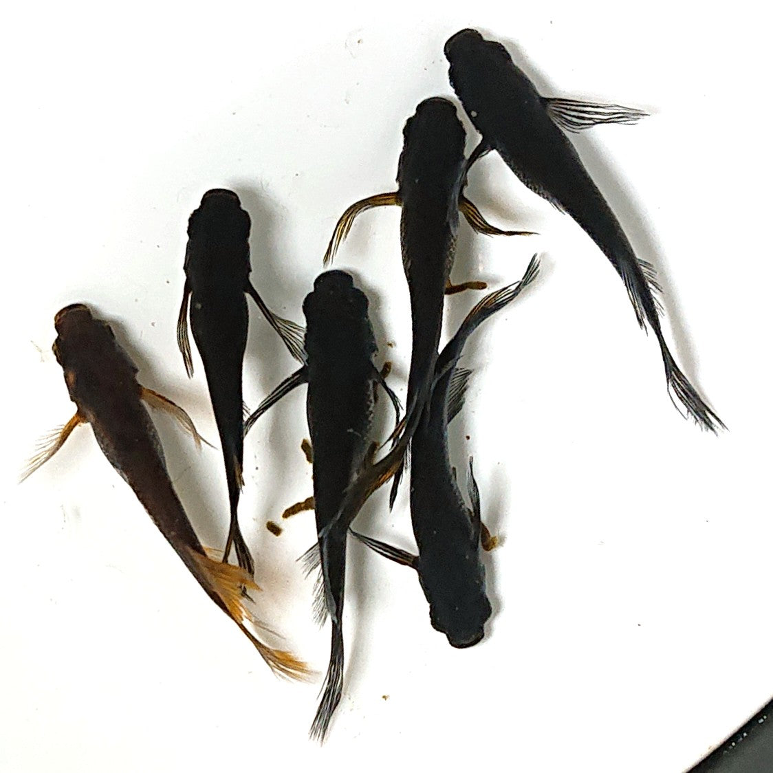 【現物】黒天幻龍松井ヒレ長×鯰武 F2 6匹 オス2メス4 アースアイ・北辻遺伝子持ち 2447