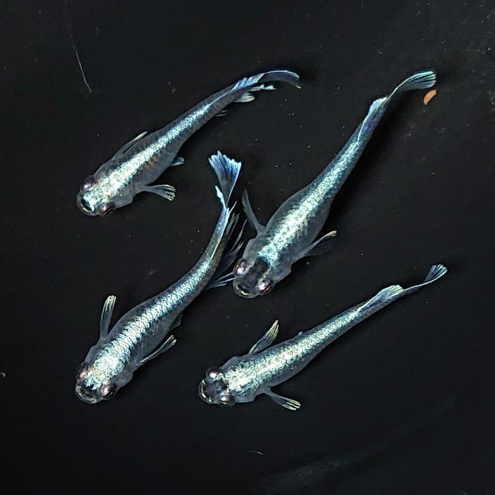 【現物】【レア個体】フロマージュキッシングダークブルーtype 2ペア 2451