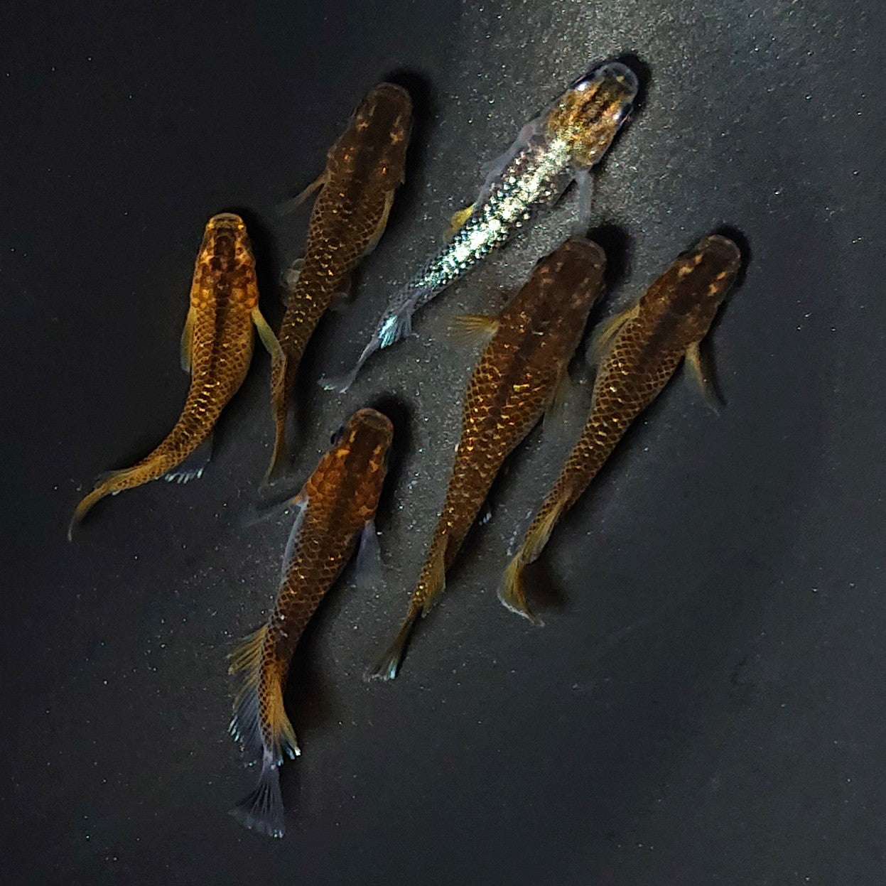 【現物】【上物】コブラキッシング 3ペア マルギナータコブラ1ペア入り 2458