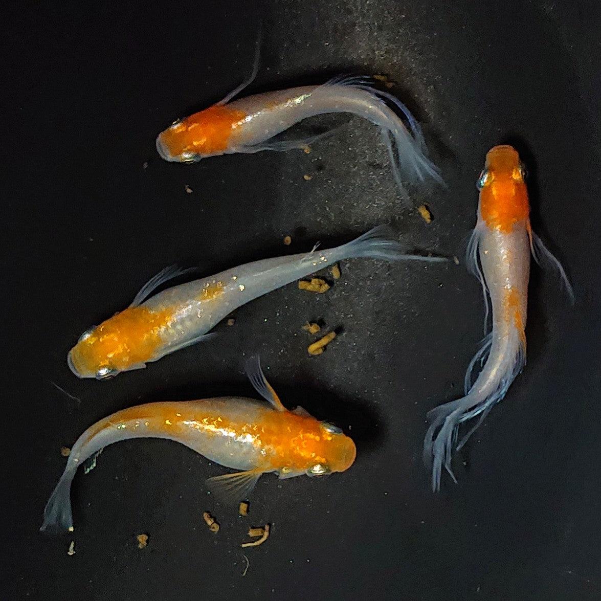 【NEW】【数量限定】ハイビスカス稚魚 5匹 2467