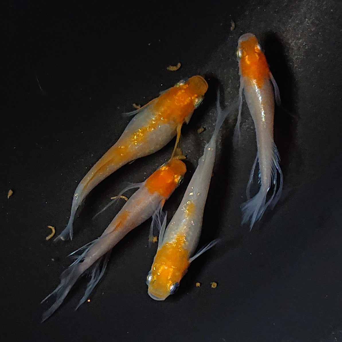 【NEW】【数量限定】ハイビスカス稚魚 5匹 2467
