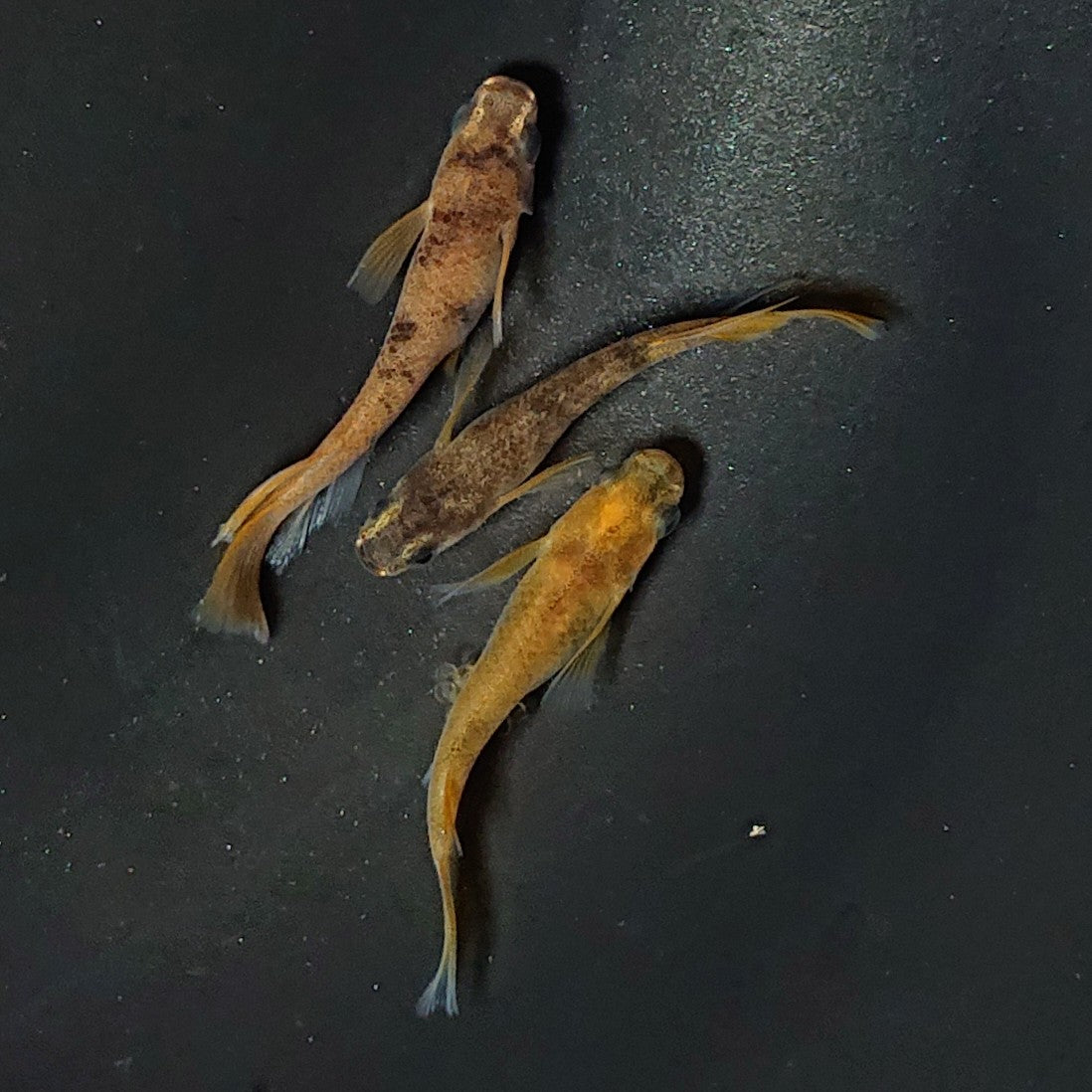 【現物】和墨リアルロングフィン赤虎系 体型・体色ホモ個体 3匹 オス2メス1 2477