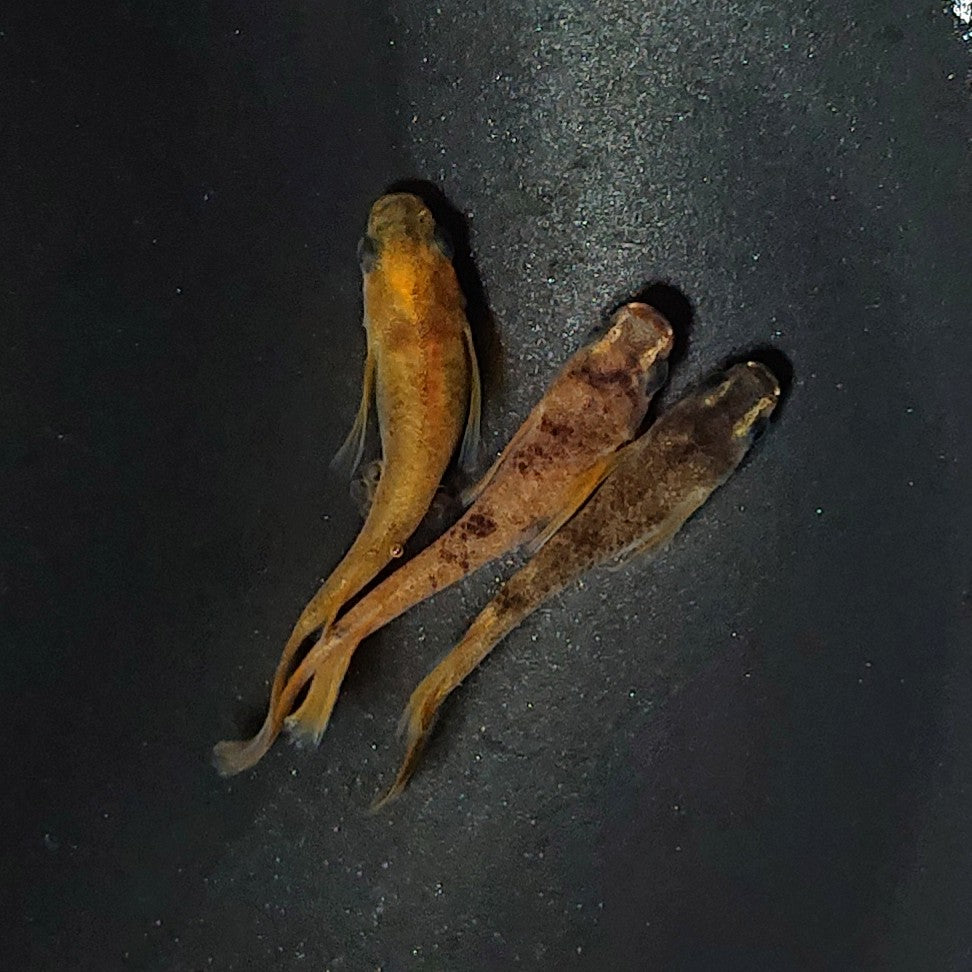 【現物】和墨リアルロングフィン赤虎系 体型・体色ホモ個体 3匹 オス2メス1 2477