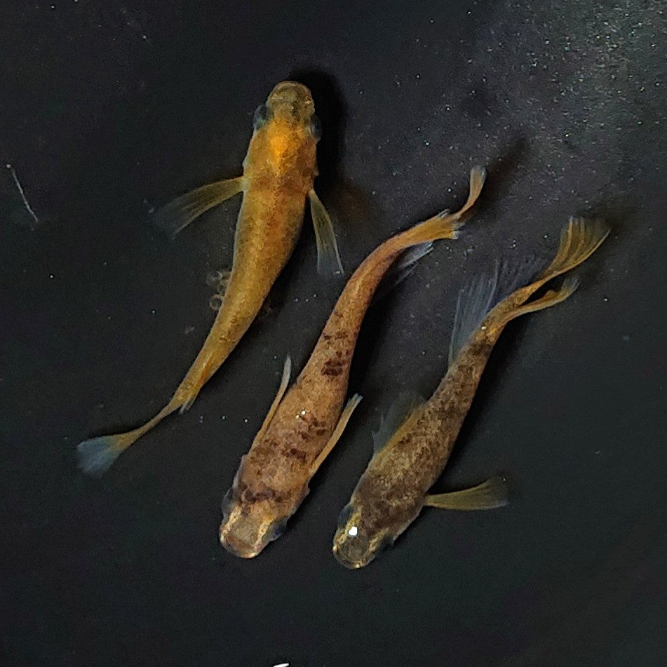 【現物】和墨リアルロングフィン赤虎系 体型・体色ホモ個体 3匹 オス2メス1 2477