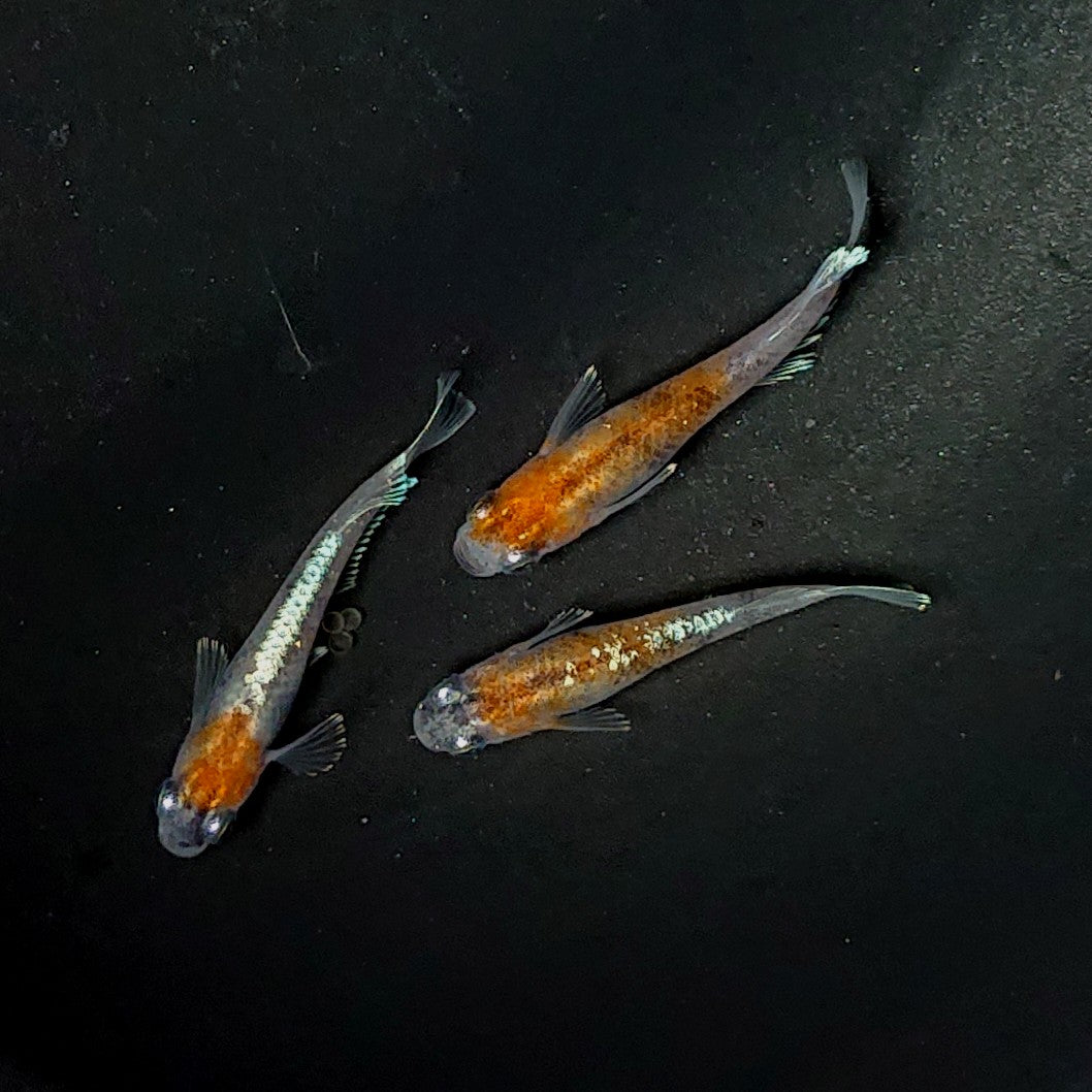 【現物】菊銀美人 3匹 オス1メス2 2483